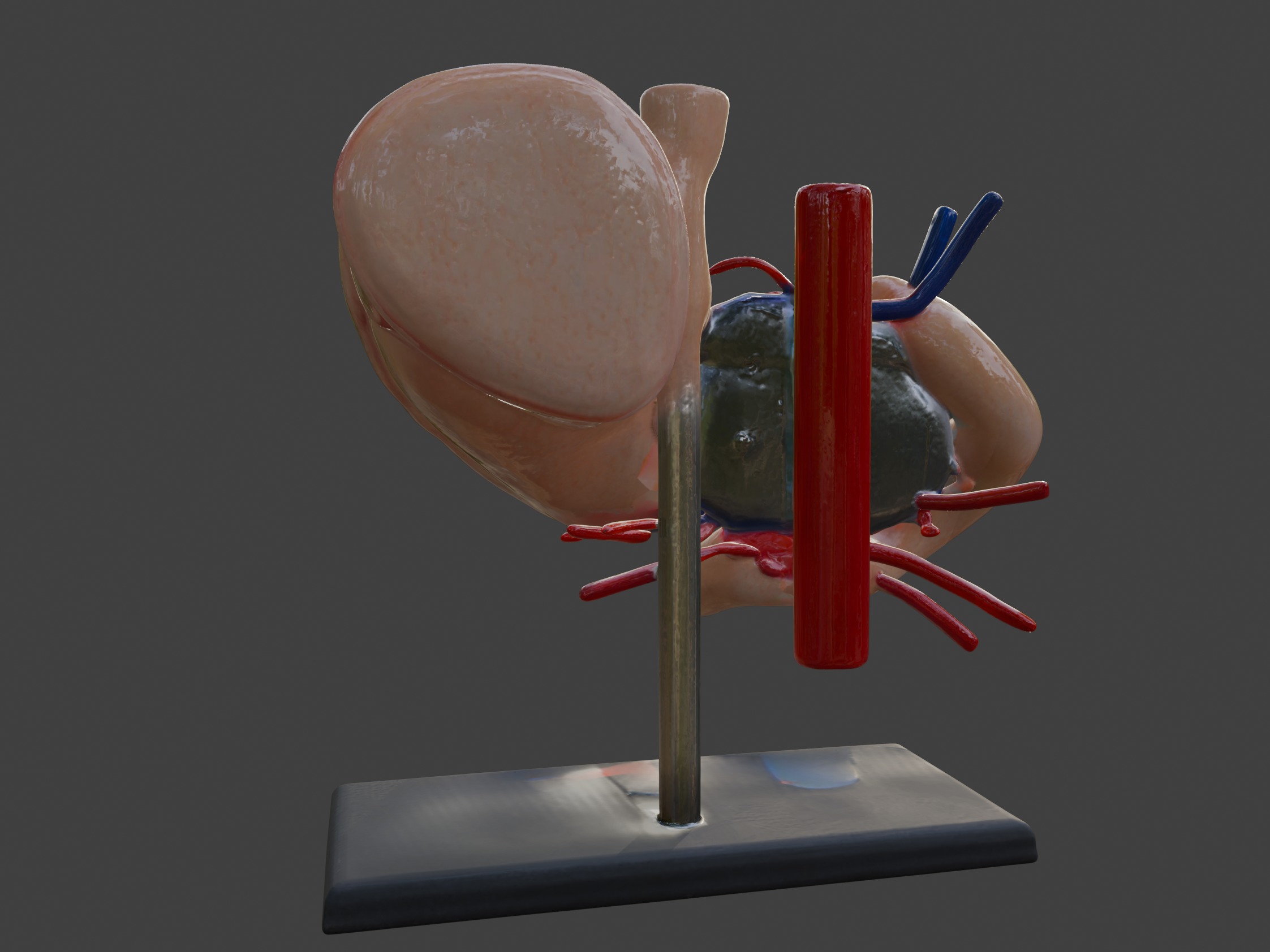 3D Model of Stomach 3D print model_7