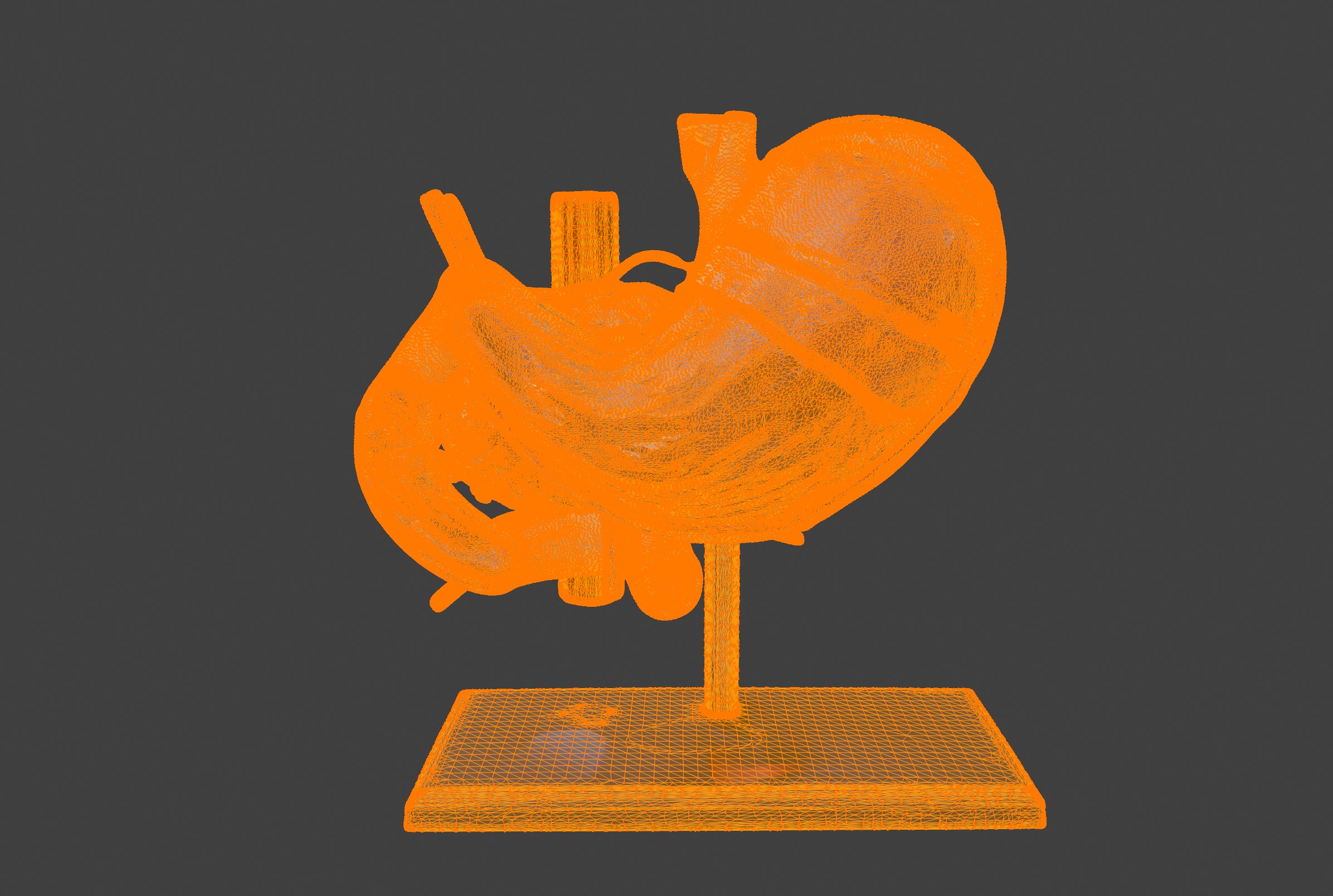 3D Model of Stomach 3D print model_10