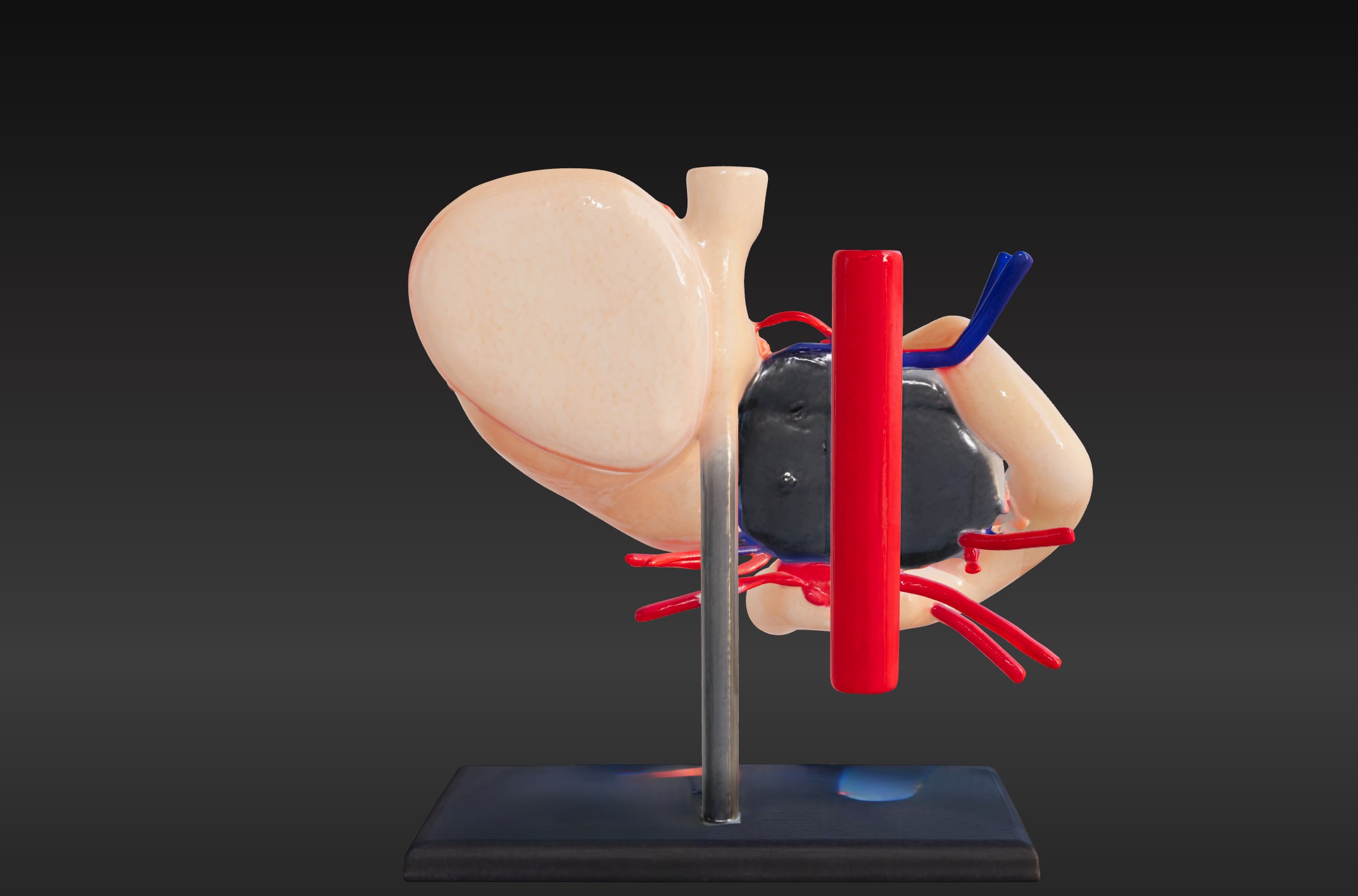 3D Model of Stomach 3D print model_4