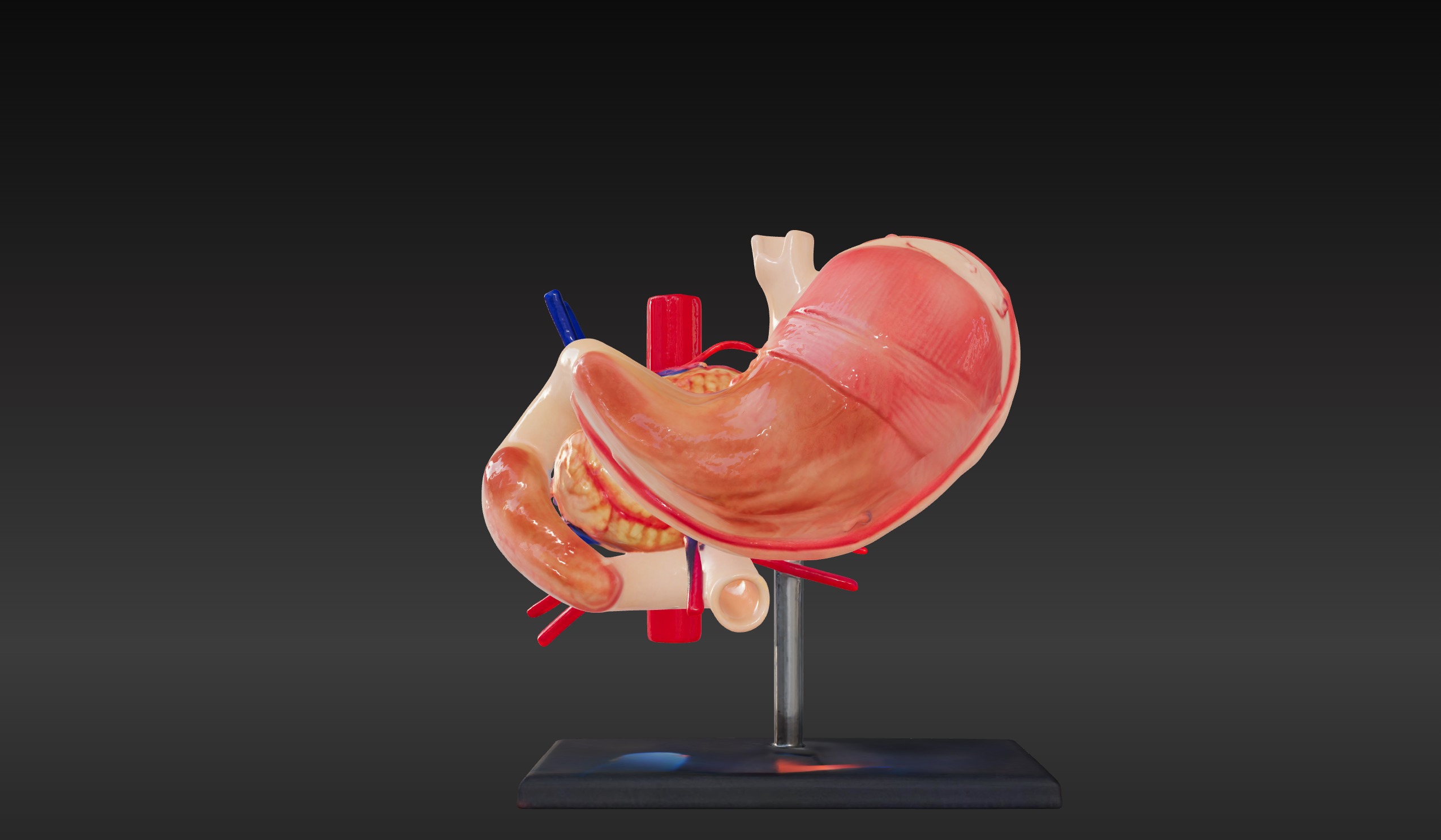 3D Model of Stomach 3D print model_1