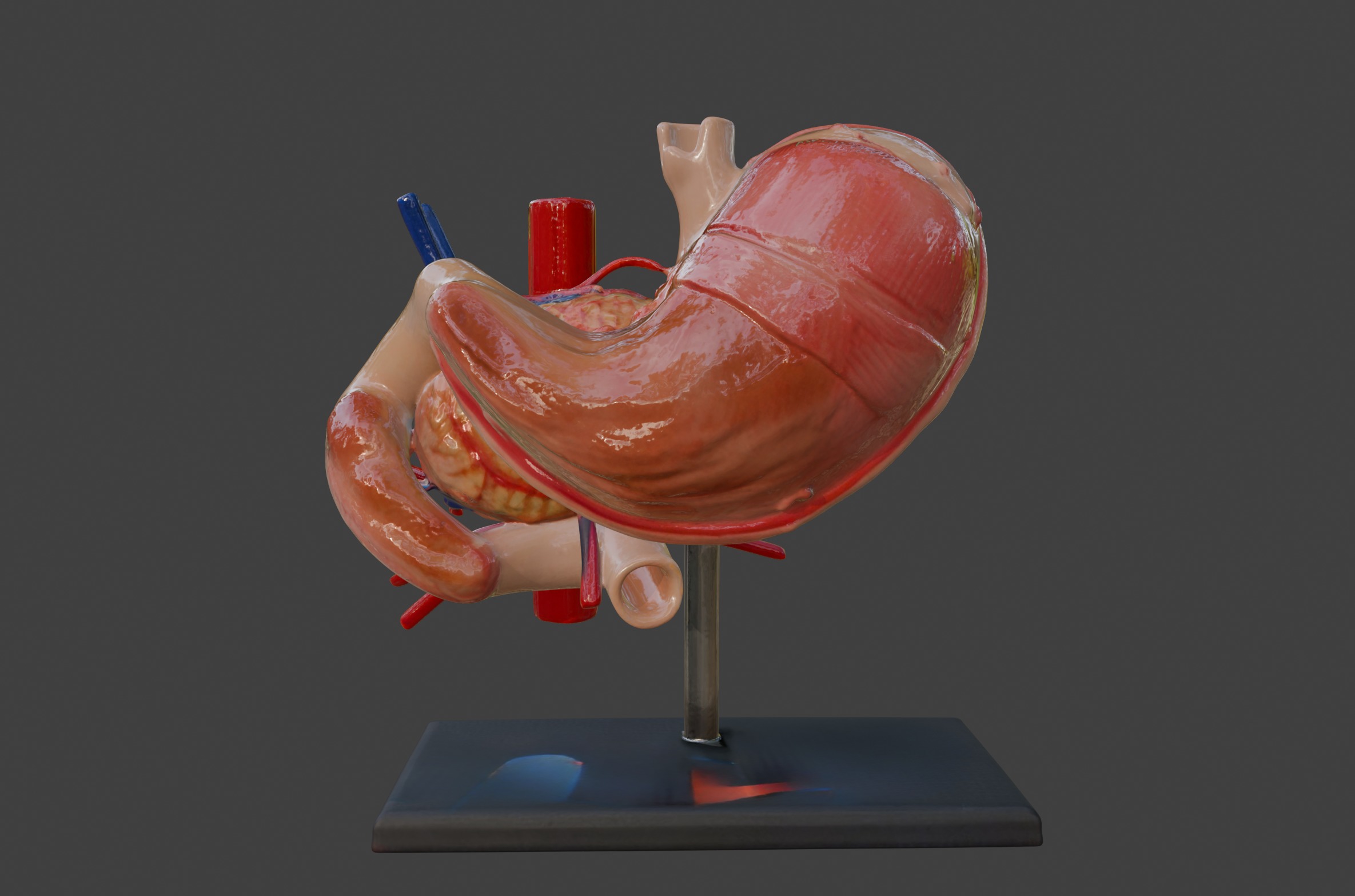 3D Model of Stomach 3D print model_5
