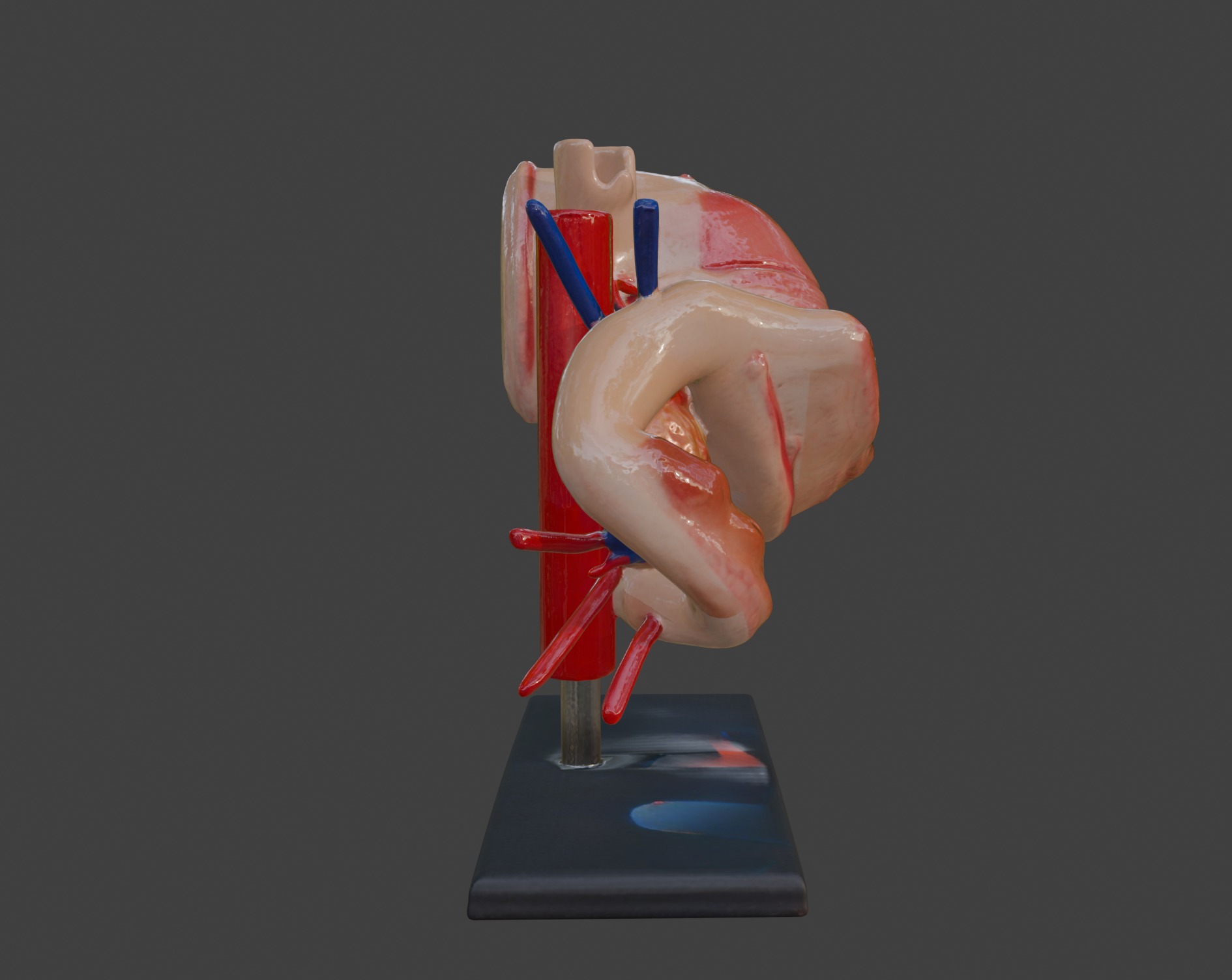 3D Model of Stomach 3D print model_9