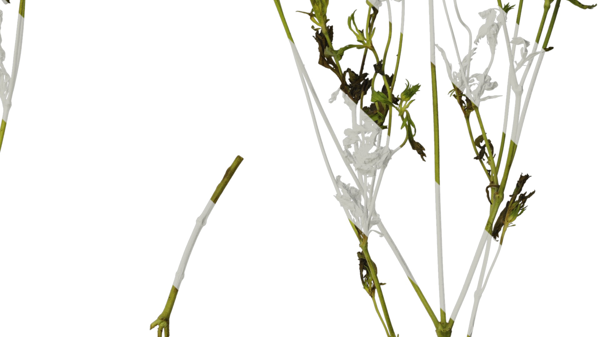 Anydrafts Pristimera cambodiana Atlas 04 Texture_4