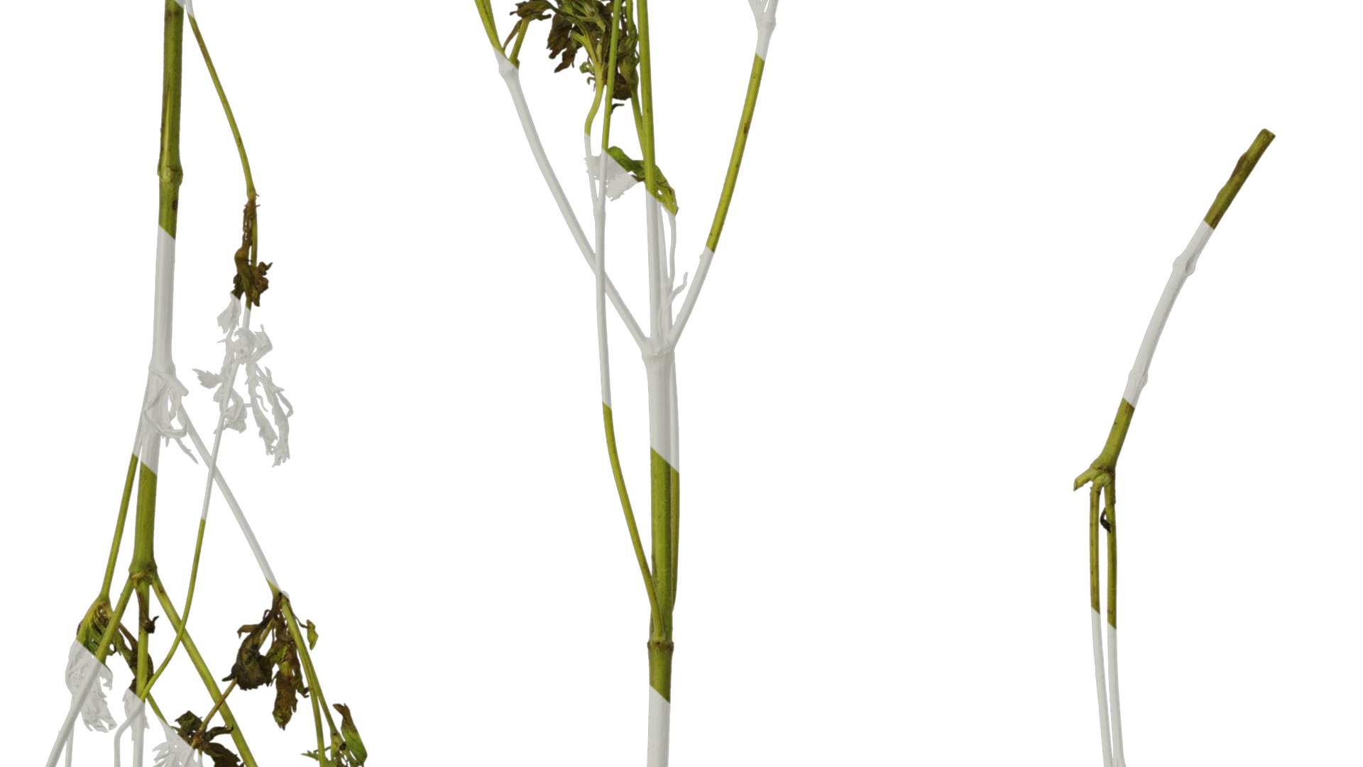 Anydrafts Pristimera cambodiana Atlas 04 Texture_7