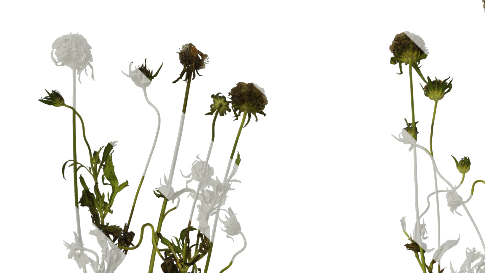 Anydrafts Pristimera cambodiana Atlas 04 Texture_1