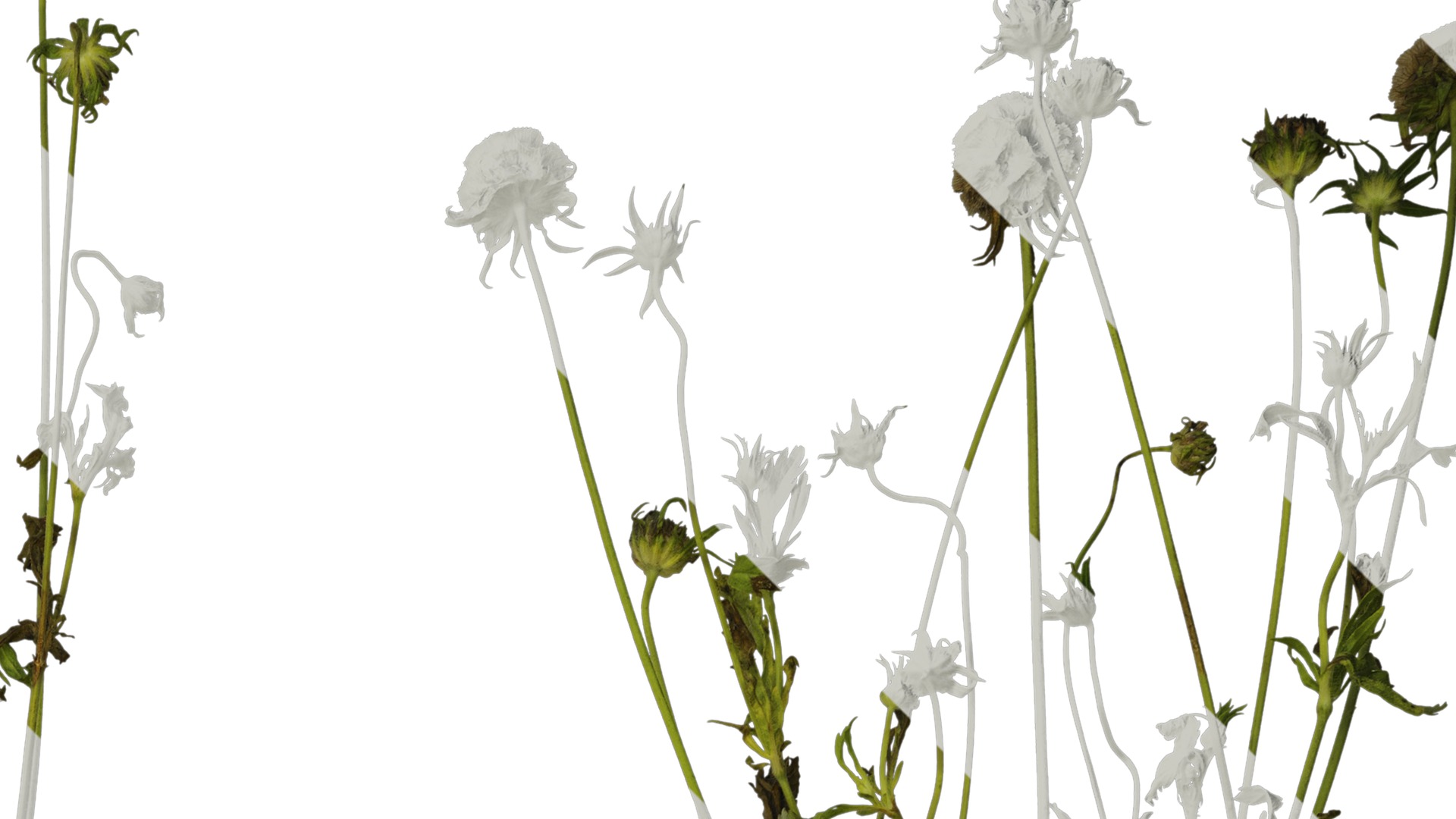 Anydrafts Pristimera cambodiana Atlas 04 Texture_2