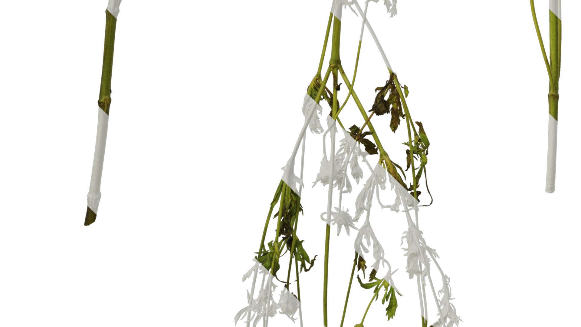 Anydrafts Pristimera cambodiana Atlas 04 Texture_5