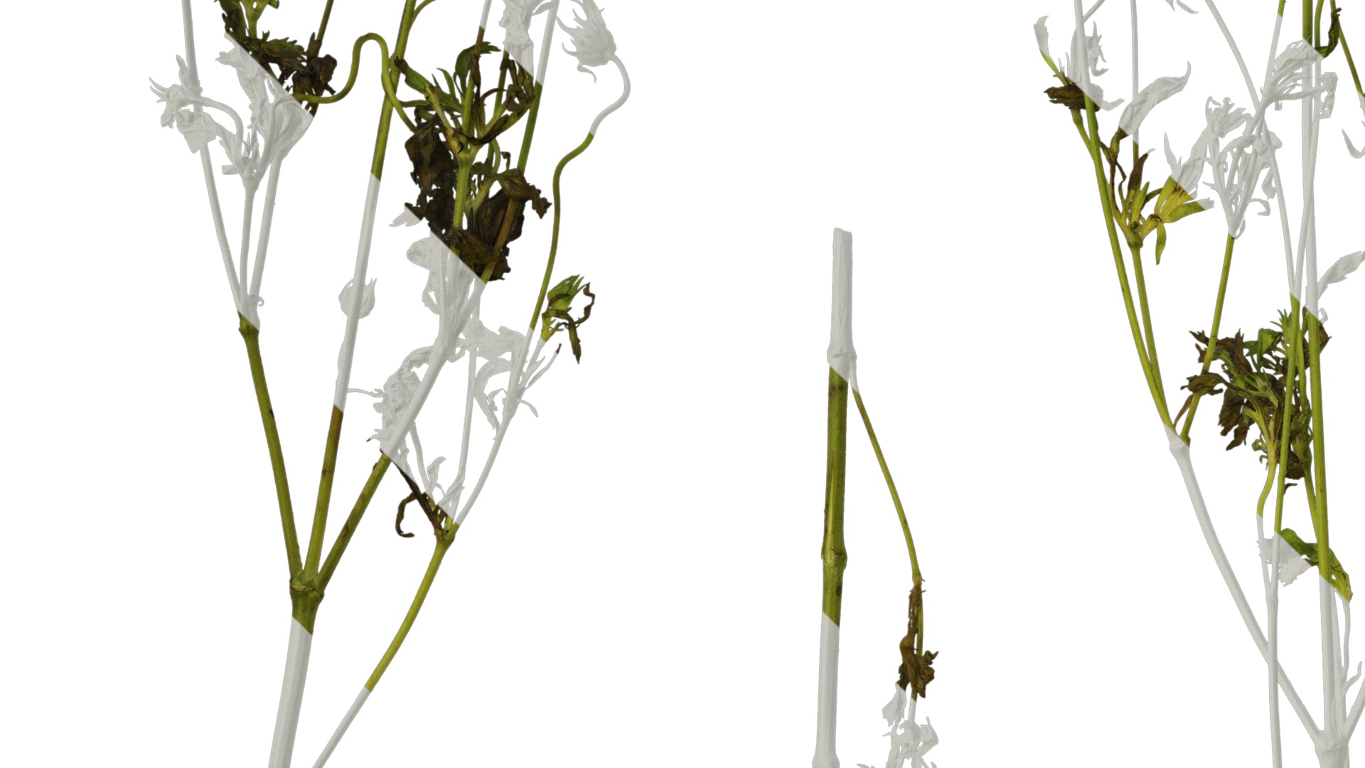 Anydrafts Pristimera cambodiana Atlas 04 Texture_3