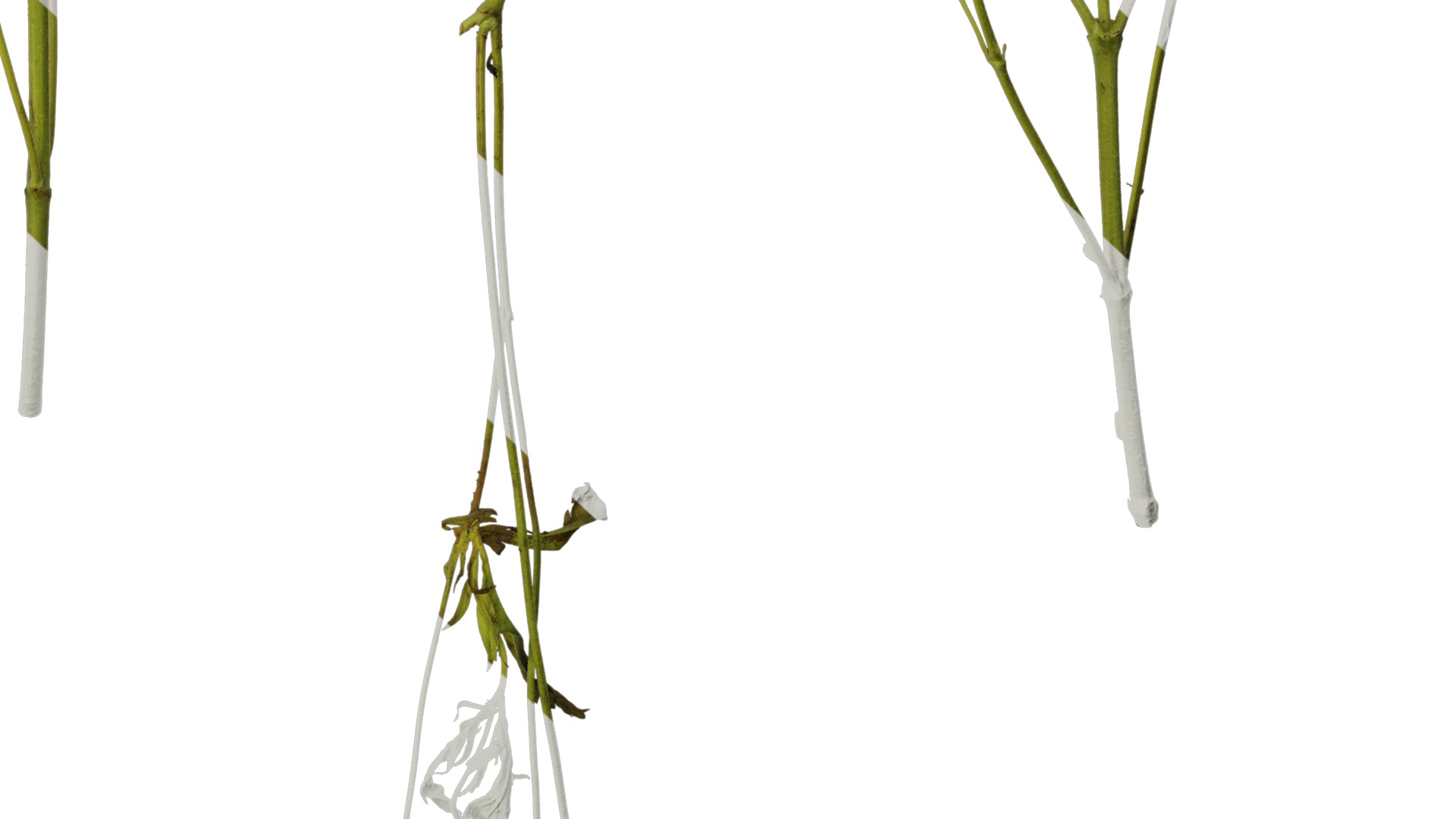 Anydrafts Pristimera cambodiana Atlas 04 Texture_6