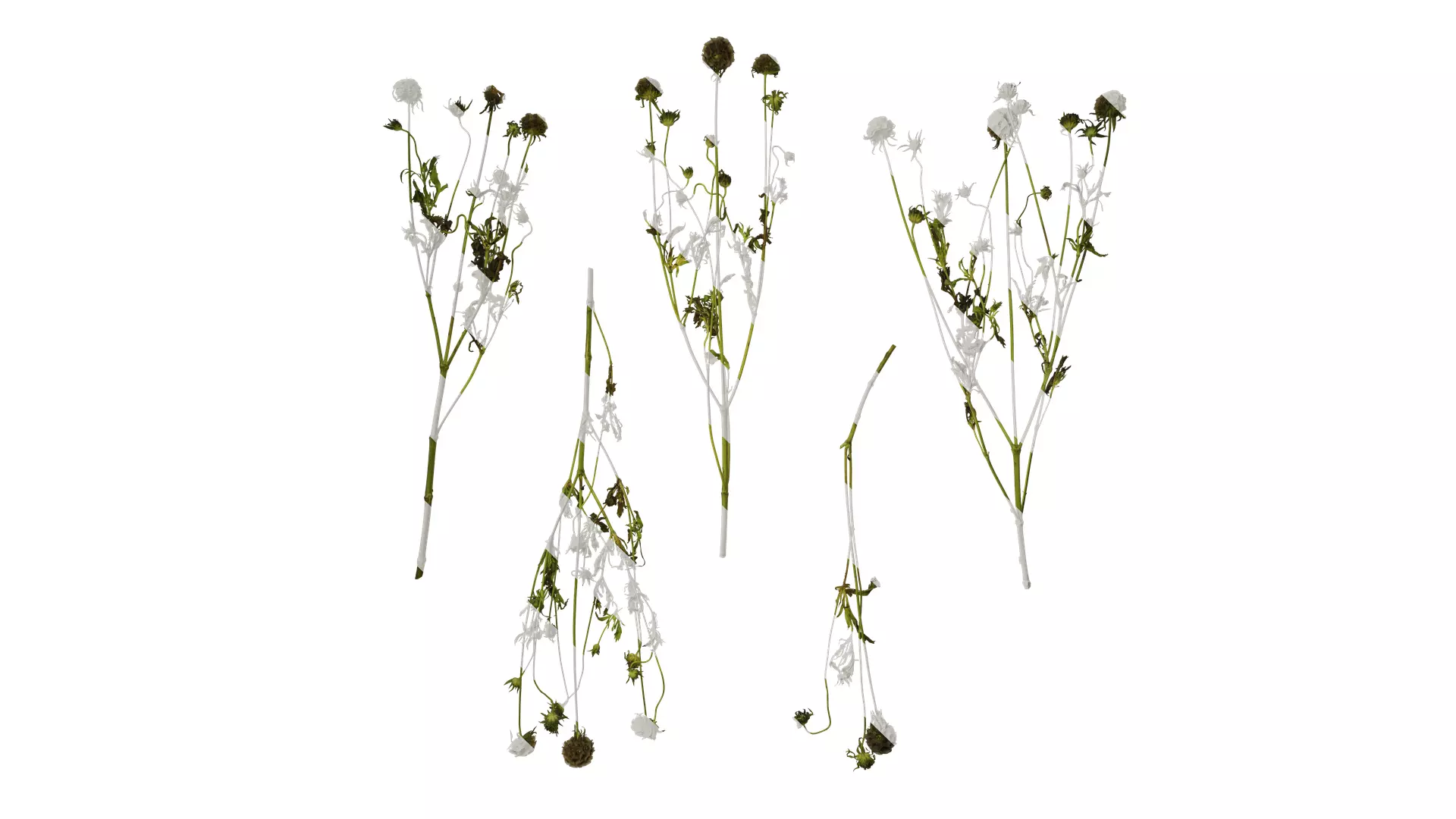 Anydrafts Pristimera cambodiana Atlas 04 Texture_0