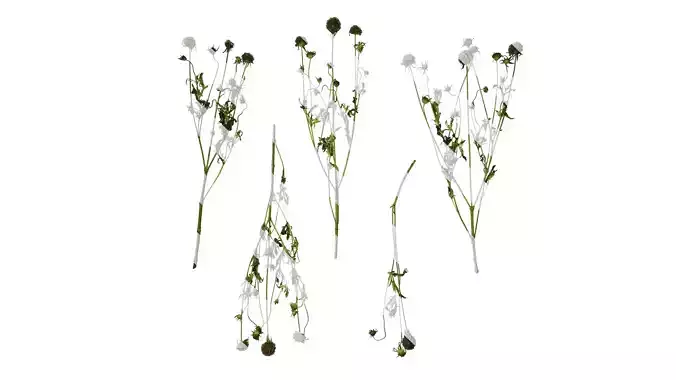 Anydrafts Pristimera cambodiana Atlas 04