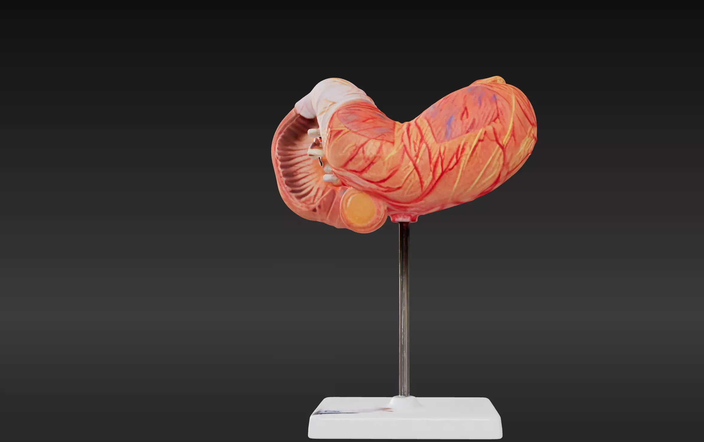 3D Model of Stomach v2 3D print model