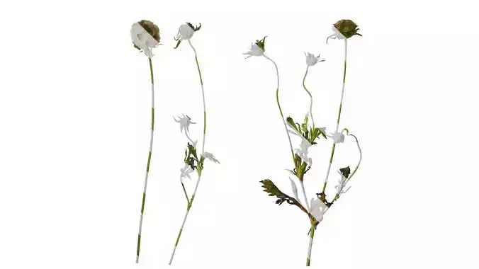 Anydrafts Pristimera cambodiana Atlas 05