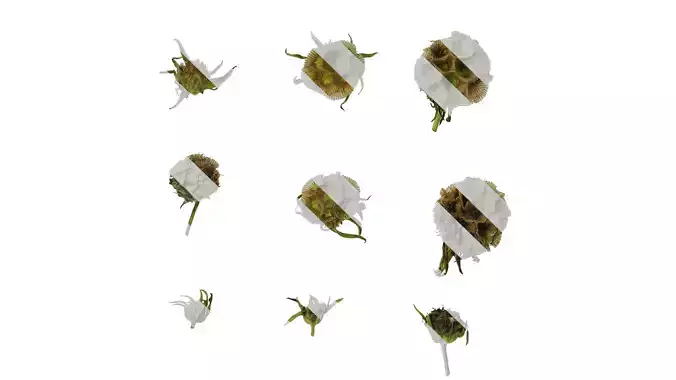 Anydrafts Pristimera cambodiana Flower 01