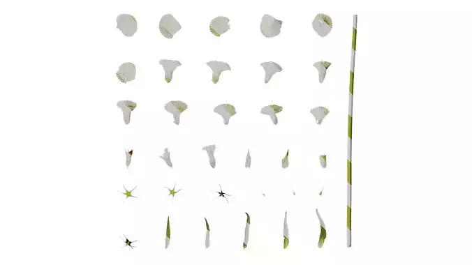 Anydrafts Pristimera cambodiana Flower 02