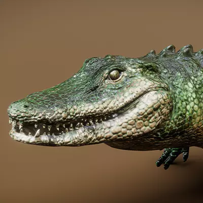  American Alligator 3D model_0