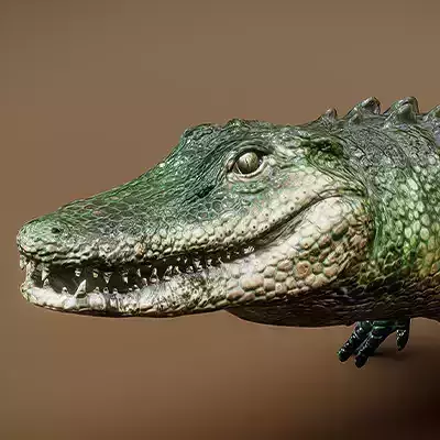  American Alligator