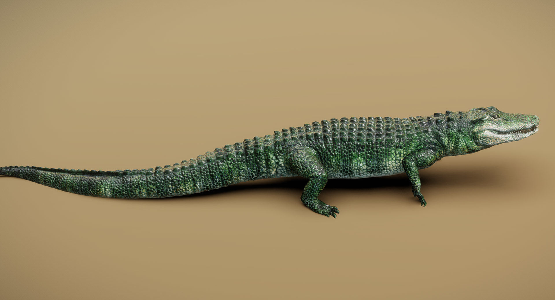  American Alligator 3D model_4