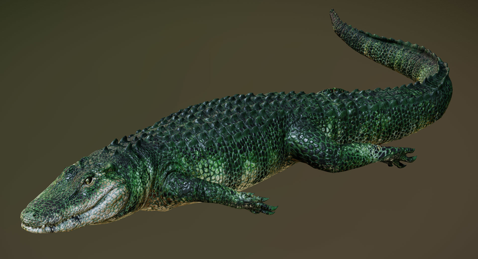  American Alligator 3D model_3