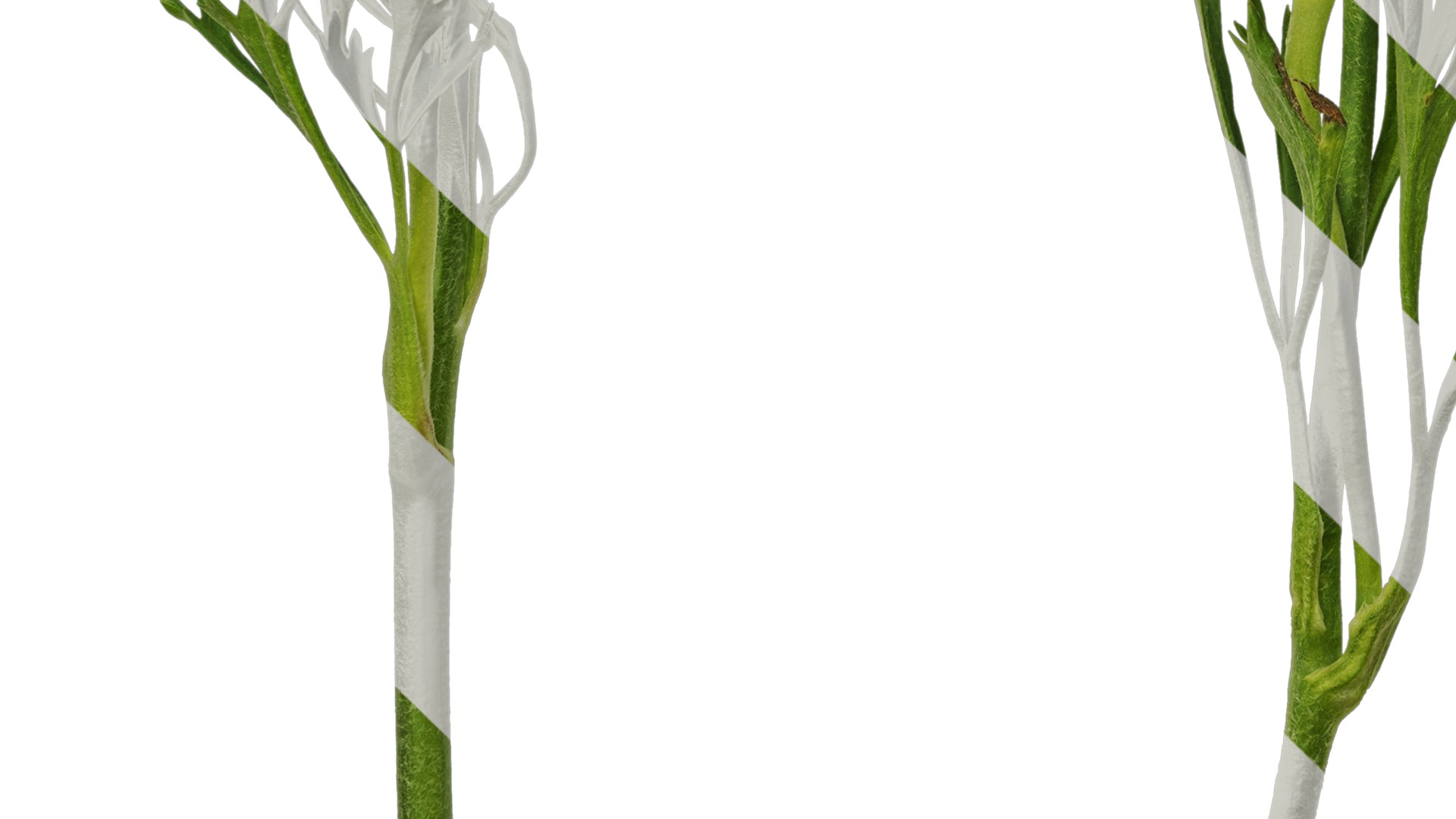 Anydrafts Ranunculus asiaticus Atlas 05 Texture_5