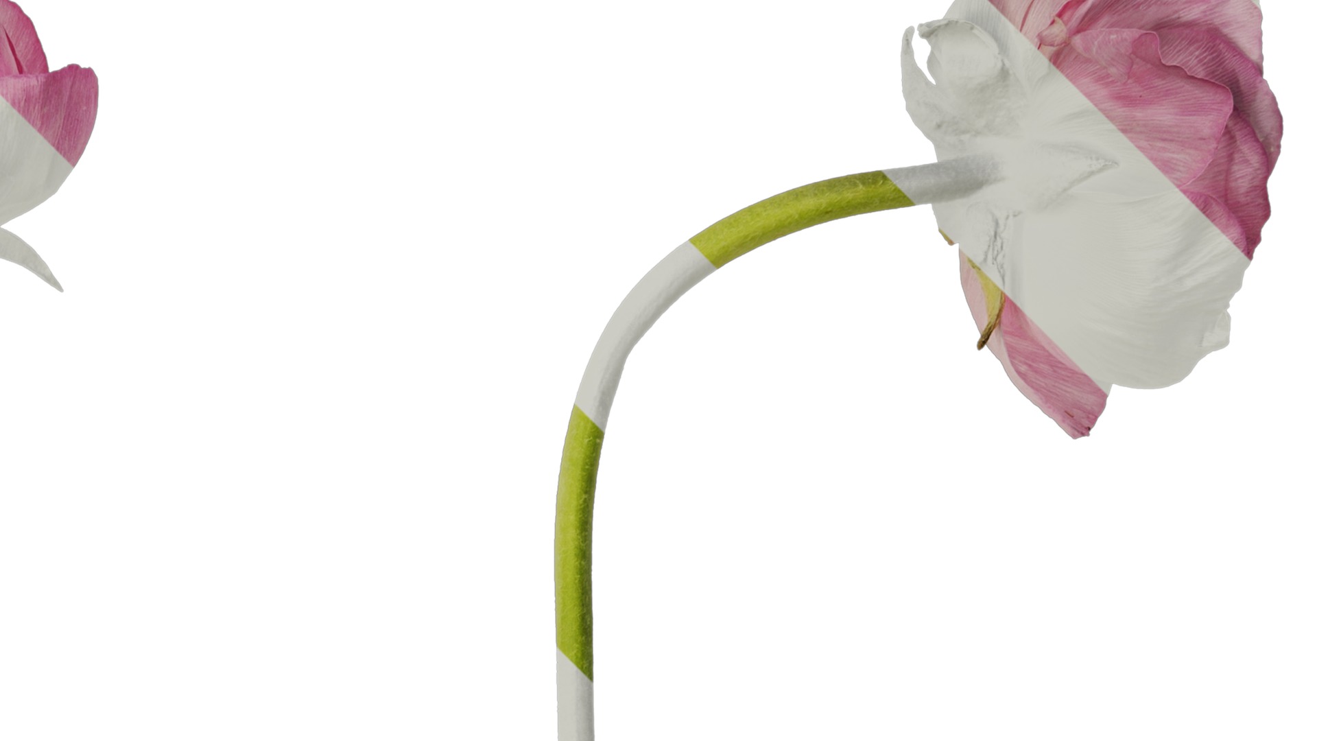 Anydrafts Ranunculus asiaticus Atlas 05 Texture_2