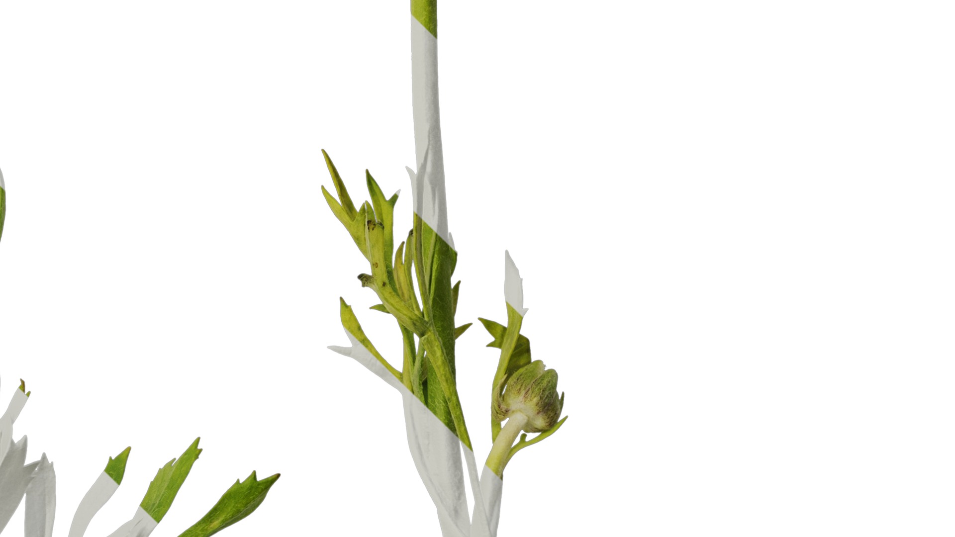 Anydrafts Ranunculus asiaticus Atlas 05 Texture_4