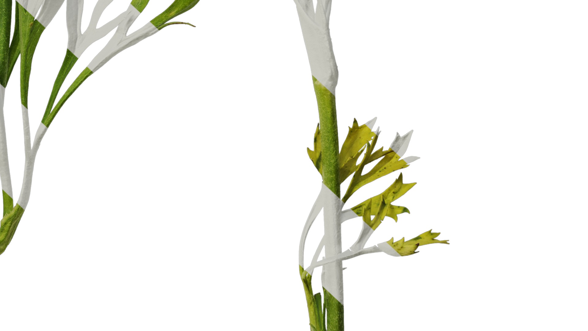 Anydrafts Ranunculus asiaticus Atlas 05 Texture_6