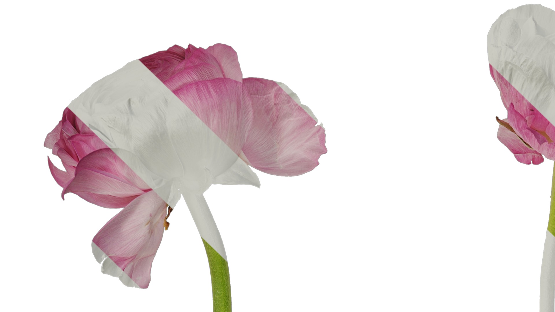 Anydrafts Ranunculus asiaticus Atlas 05 Texture_1