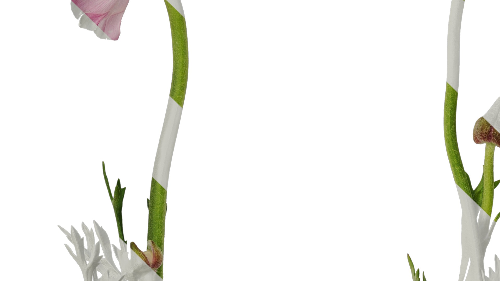 Anydrafts Ranunculus asiaticus Atlas 05 Texture_3