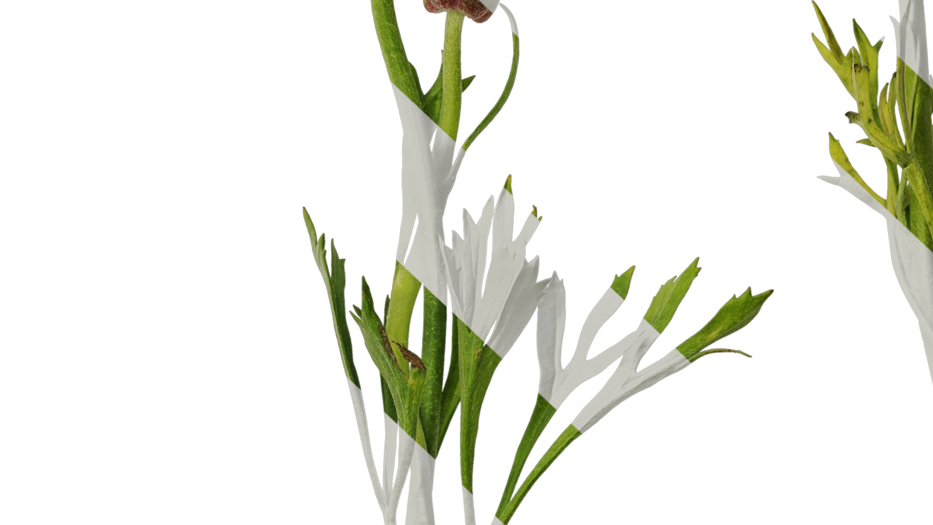 Anydrafts Ranunculus asiaticus Atlas 05 Texture_7