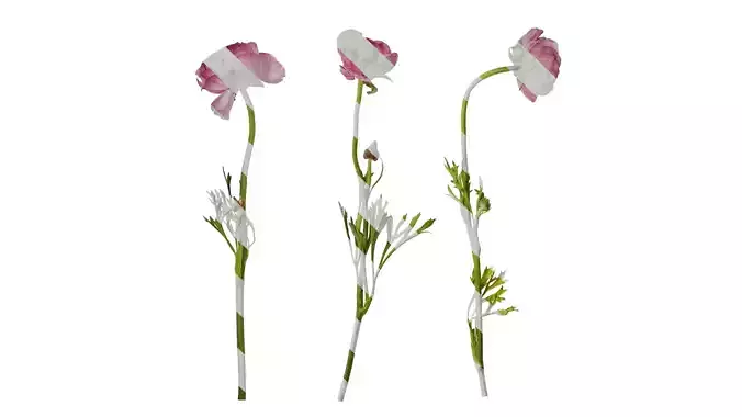 Anydrafts Ranunculus asiaticus Atlas 05