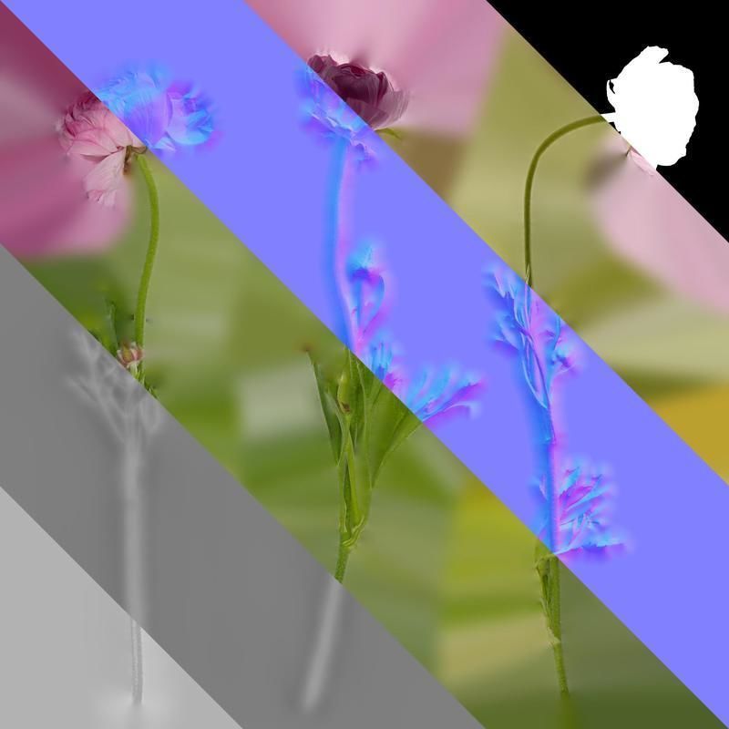 Anydrafts Ranunculus asiaticus Atlas 05 Texture_8