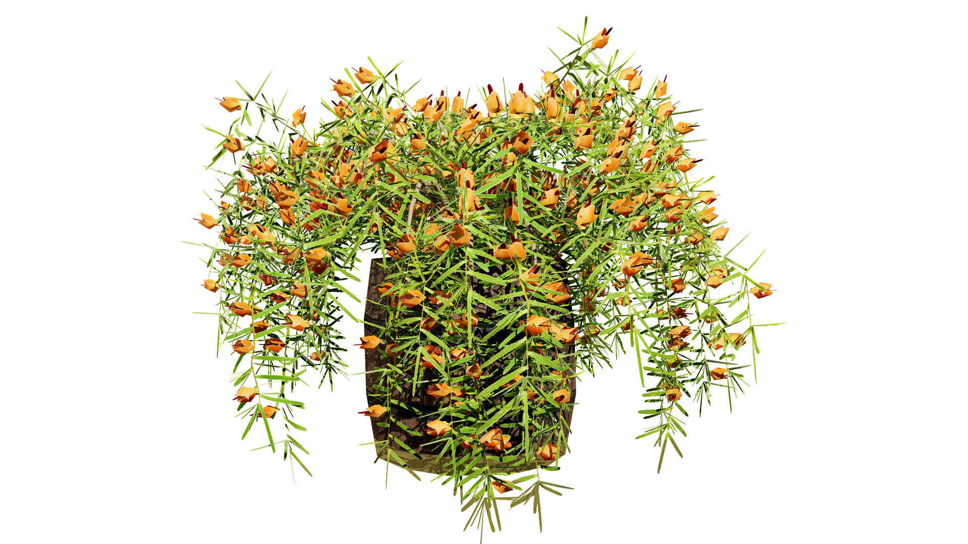 Lotus Vine 3D Model Low-poly 3D model_6