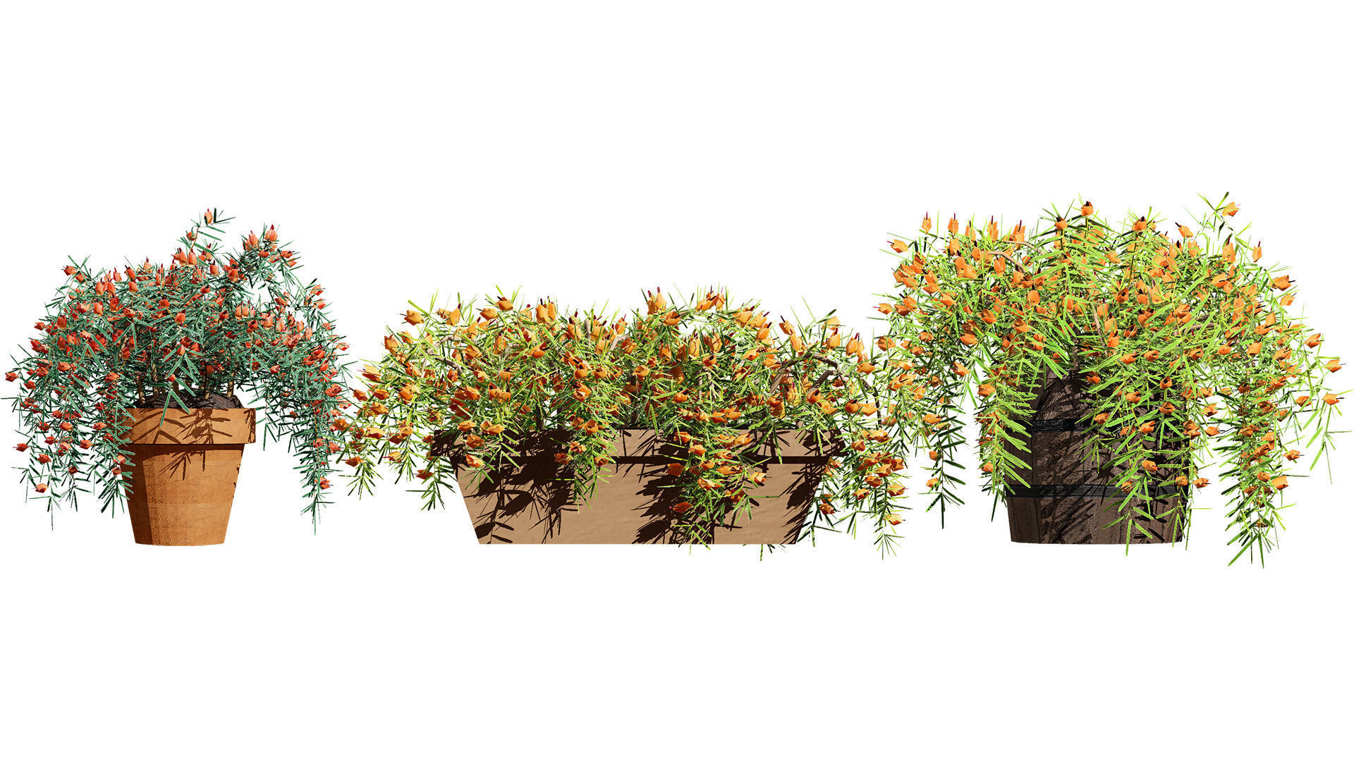 Lotus Vine 3D Model Low-poly 3D model_11