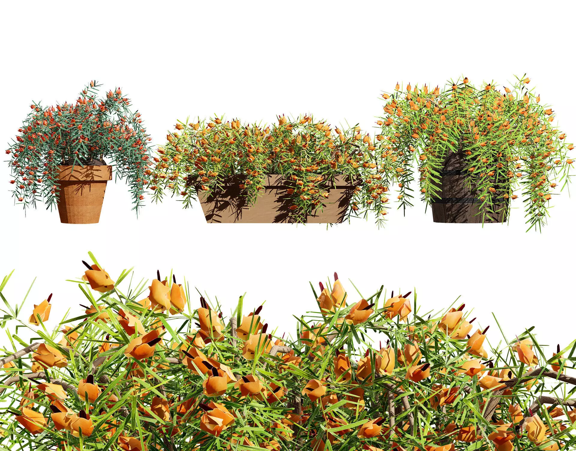 Lotus Vine 3D Model Low-poly 3D model_0