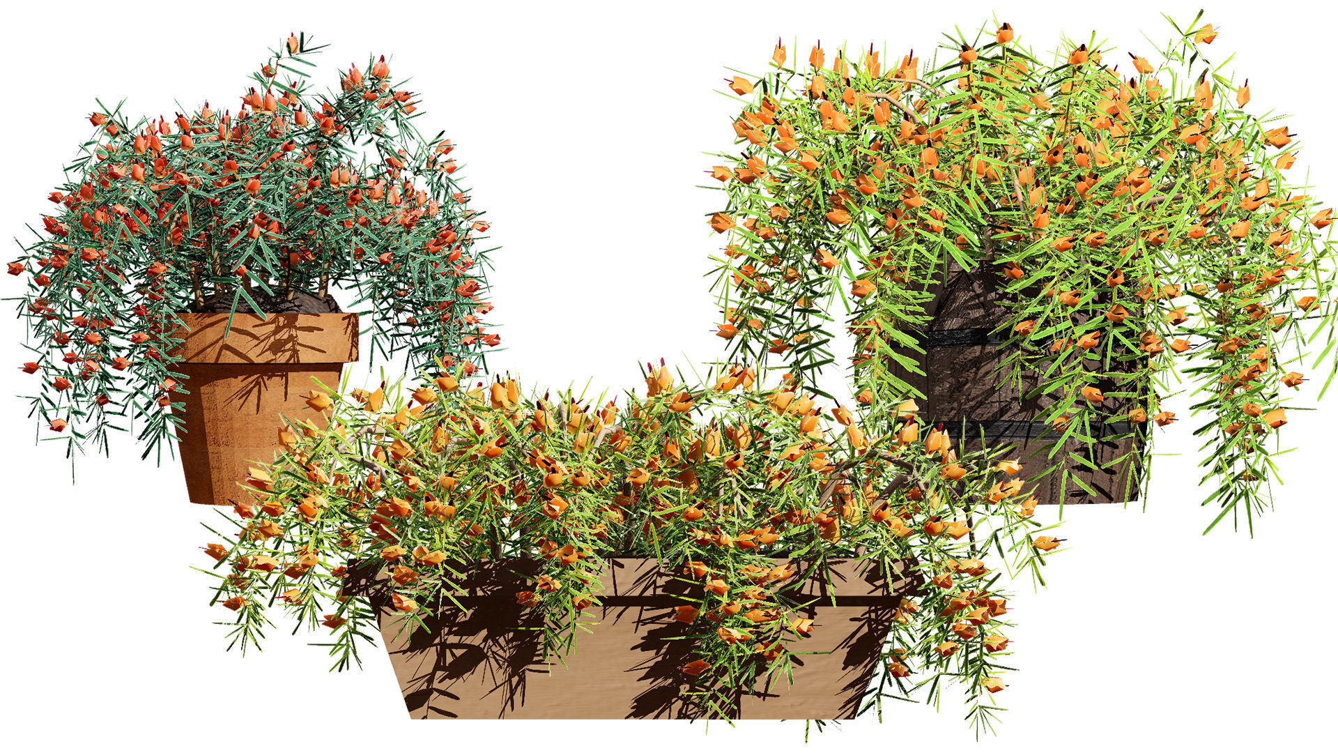 Lotus Vine 3D Model Low-poly 3D model_1