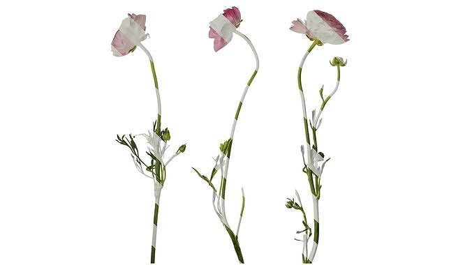Anydrafts Ranunculus asiaticus Atlas 07 Texture