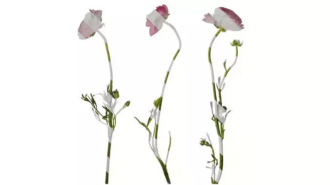 Anydrafts Ranunculus asiaticus Atlas 07