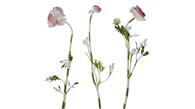 Anydrafts Ranunculus asiaticus Atlas 08 Texture