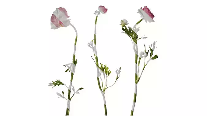 Anydrafts Ranunculus asiaticus Atlas 08