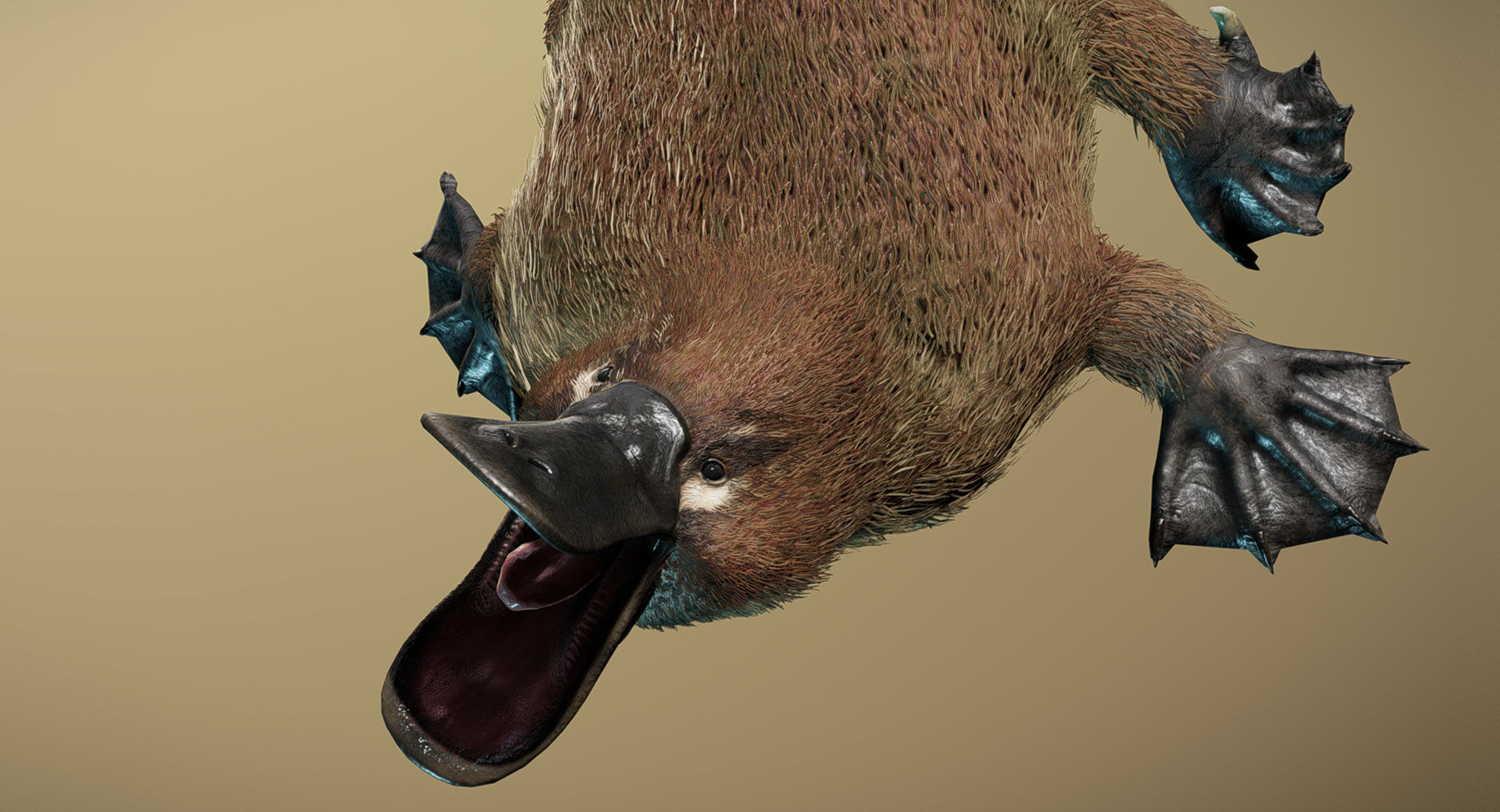 Platypus  3D model_2