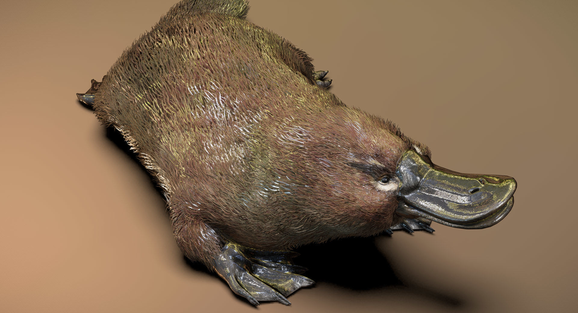 Platypus  3D model_3