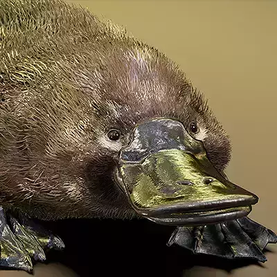 Platypus 