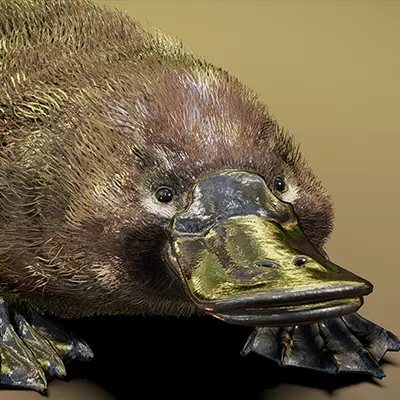 Platypus  3D model_0