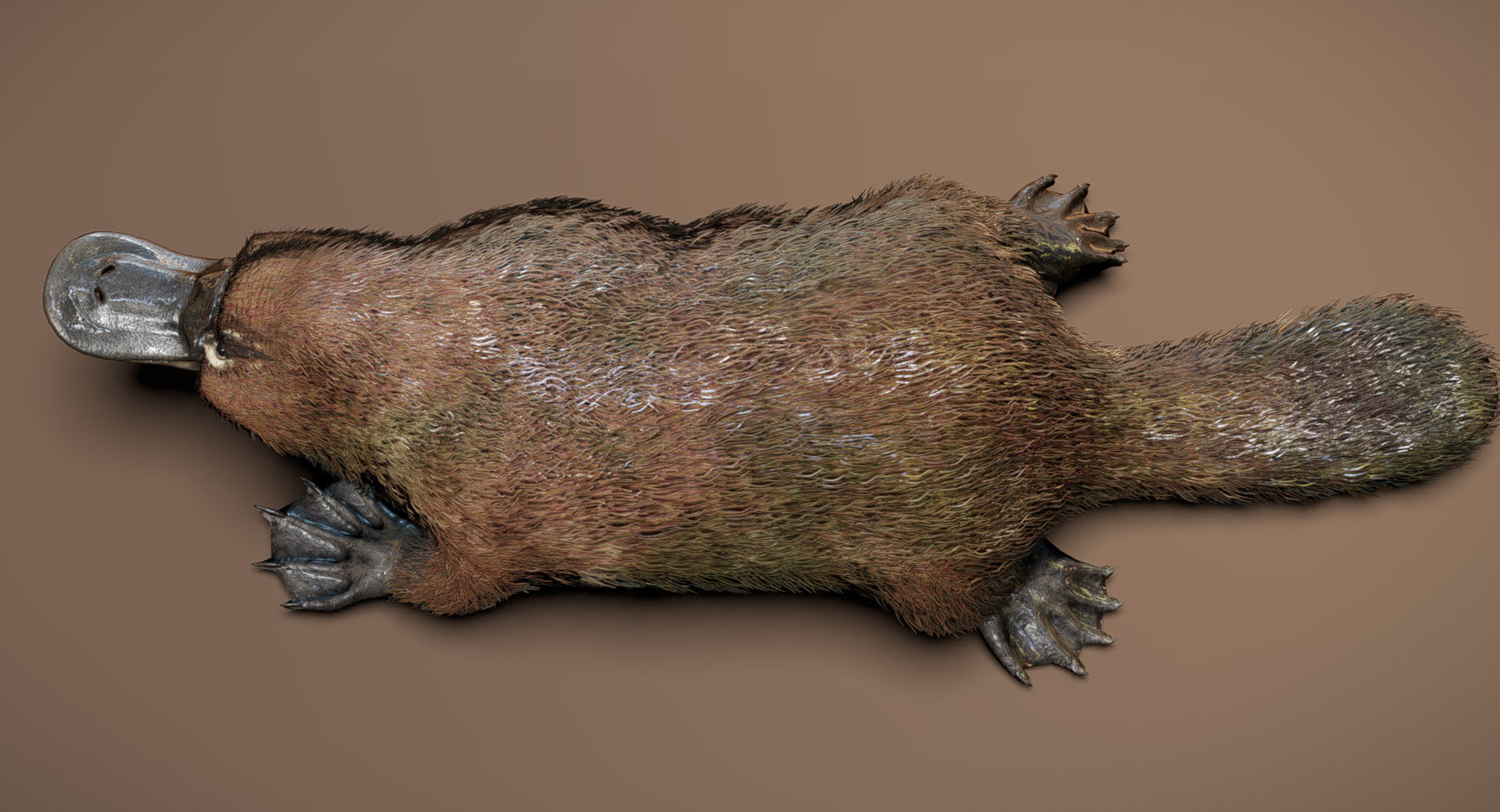 Platypus  3D model_4