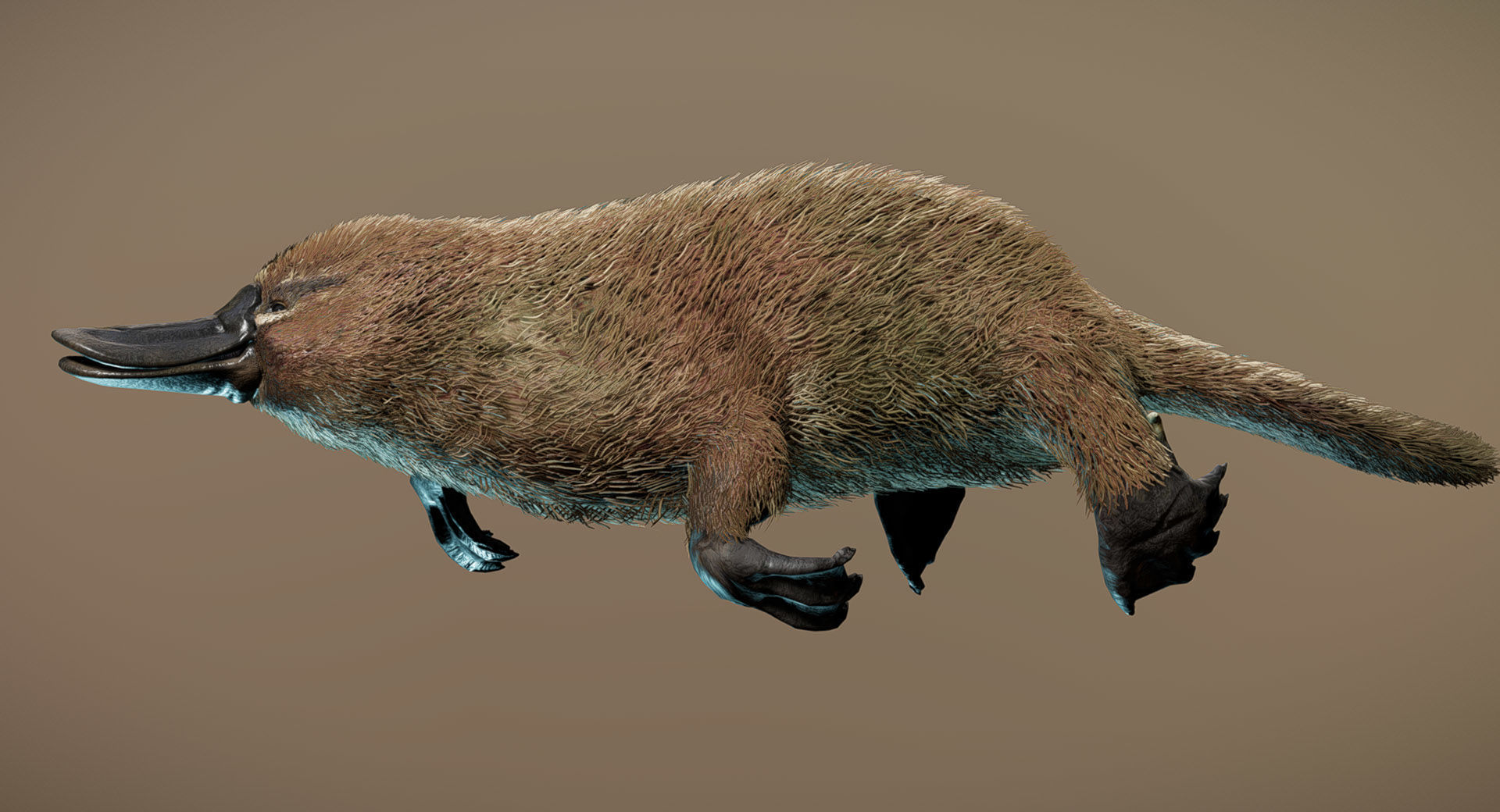 Platypus  3D model_1