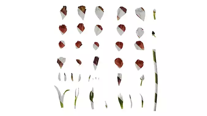 Anydrafts Ranunculus asiaticus Atlas 11