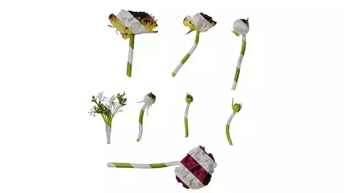 Anydrafts Ranunculus asiaticus Flower 06