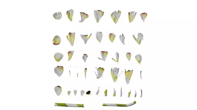 Anydrafts Ranunculus asiaticus Flower 08