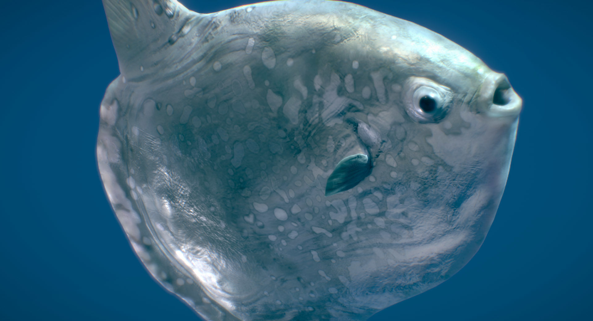 Hoodwinker Sunfish Mola Tecta 3D model_2